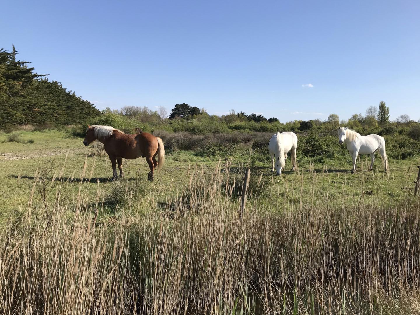 Chevaux Marais de Brouage