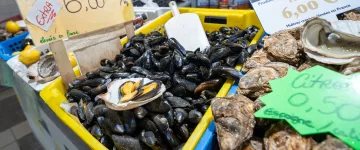 Zeevruchten en schelpdieren