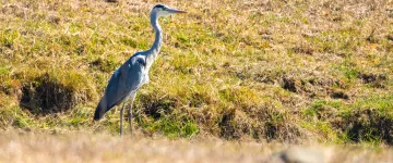 Las aves de la isla de Oléron