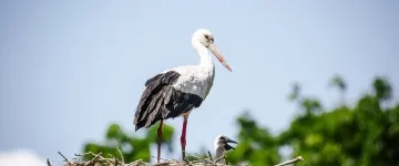 Stork, Brouage-Moerassen