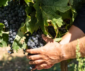 El sello de calidad «Vignobles et Découvertes», Isla de Oléron