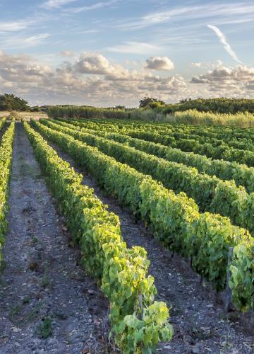 De la vigne au verre sur l'île d'Oléron