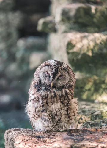 Eule. Moneda: LezBroz