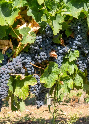 Del vidrio a la madera