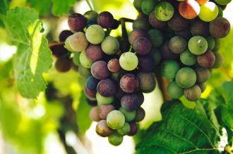Produits du terroir sur l'île d'Oléron et le bassin de Marennes