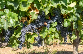 Del vidrio a la madera