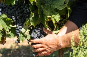 El sello de calidad «Vignobles et Découvertes», Isla de Oléron