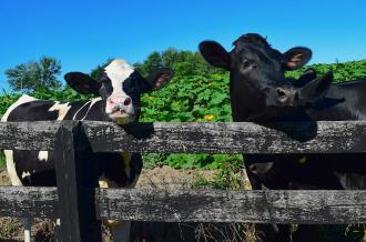 Journée agricoles