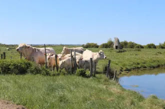 Les Saloches - St Martin du Gua_Le Gua