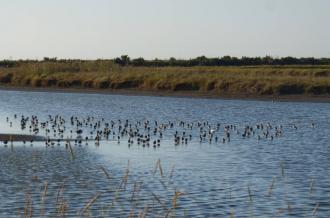 Reposoirs des oiseaux d'eau