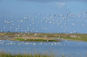 Avocette élégante à la réserve naturelle de Moëze-Oléron