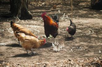 Le Marais aux Oiseaux fête ses 40 ans