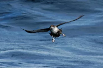 Puffin des Baléares