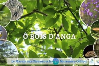 ô bois d'anga