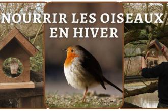 Nourrir les Oiseaux en Hiver