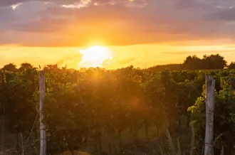 Chasse au trésor et pique-nique dans les vignes