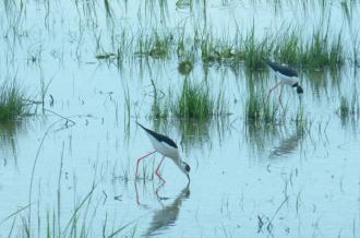 Reserve-Moeze-Oleron-LPO-Echasse blanche
