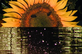 Exposition de photos de Agathe Ferrandez_Marennes-Hiers-Brouage