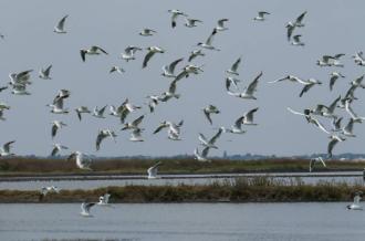 Reserve-Moeze-Oleron-LPO-Mouettes et avocettes