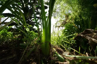 Visite du jardin de Terre d'Eveils