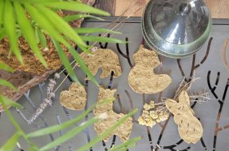 Atelier fabriquer une carte graines à planter