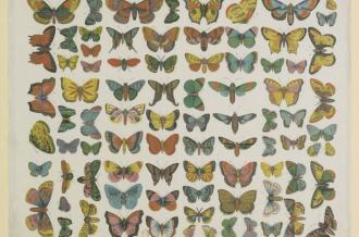 Conférence UTLMO : Biodiversité, à l'aube de la 6ème extinction ?
