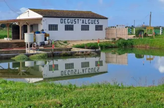 Lumi'Algues_Dolus-d'Oléron