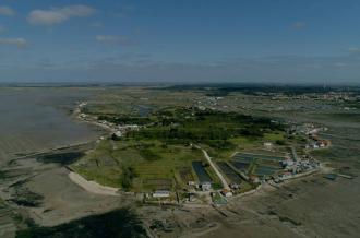Sortie nature : la pointe de Daire et ses vies cachées_Bourcefranc-le-Chapus