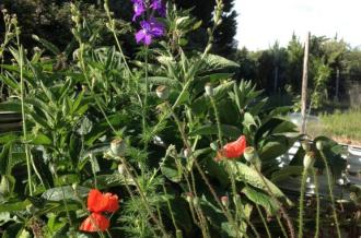 jardin