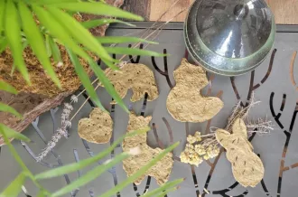 Carte à graines à planter