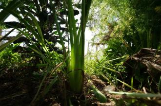 jardin
