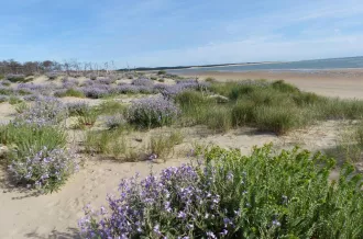 De la dune à la forêt"  Balade avec Les Sorties de la Renarde  ­_Le Grand-Village-Plage