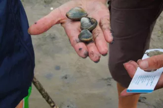 Pêche à pied