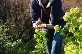 Atelier plantes comestibles