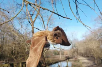 Chauve-souris, qui es-tu?_Dolus-d'Oléron