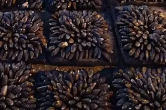 eclade de moules