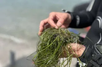 Les secrets de la zostère naine