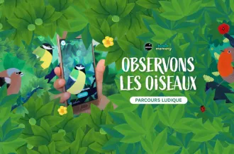 « BIRDIE MEMORY : écouter les oiseaux »_Saint-Georges-d'Oléron