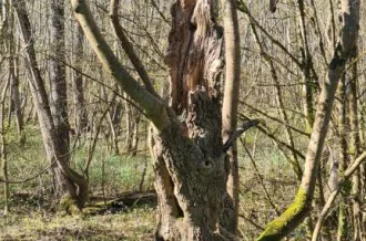 Les semaines de l'Arbre et du Paysage