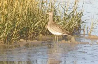 Courlis corlieu à la longue-vue