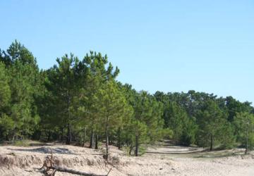 Forêt de Saint-Trojan-les-Bains