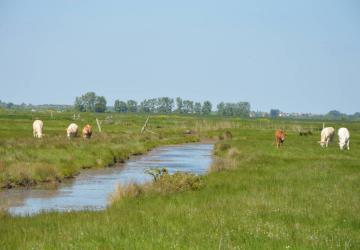 Marais de Brouage