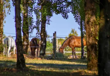 Camping les Embruns d'Oléron_Le Château-d'Oléron