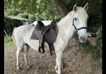 Les Cavaliers d'Oléron_Saint-Georges-d'Oléron