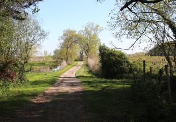 Marais de Brouage