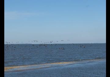 Les oiseaux à la pointe des doux - réserve naturelle de Moëze-Oléron