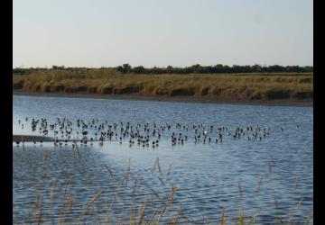 Reposoirs des oiseaux d'eau