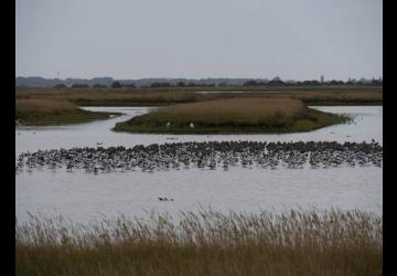 Reserve-Moeze-Oleron-LPO-Reposoir de barges