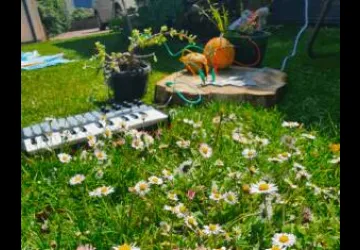 Concert "Forêts" Cie Nelson