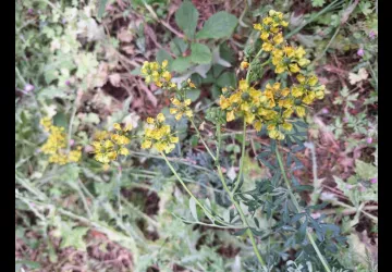 Les jardins de l'âme cham